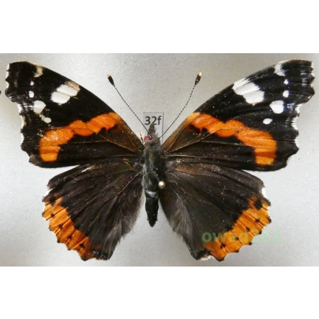Vanessa atalanta (Linnaeus, 1758) Poland32f